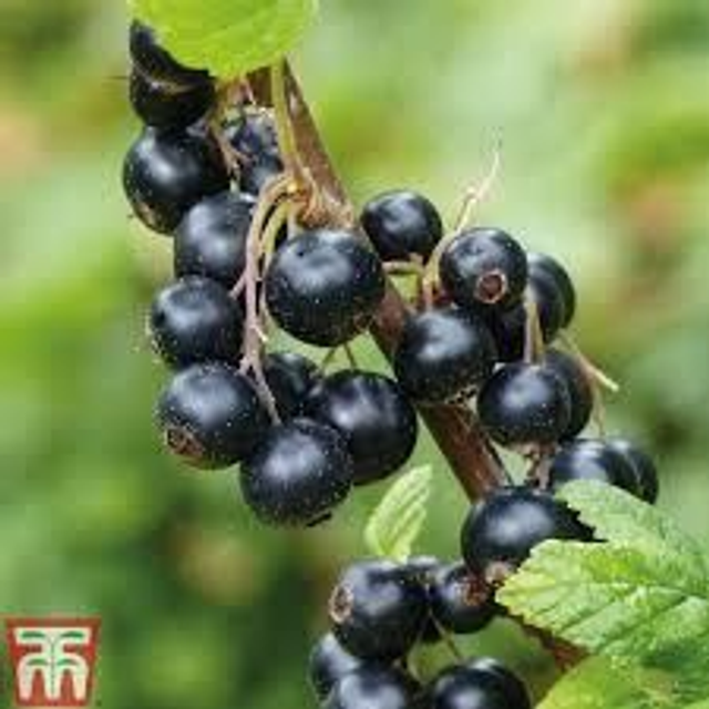 Blackcurrant 