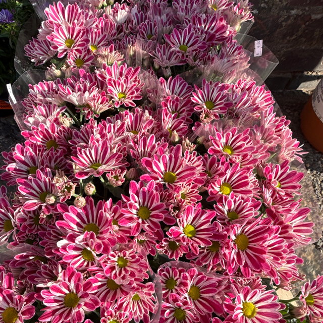Chrysanthèmes harlequin