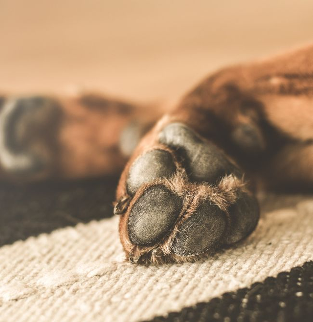 Grooming Extra - Paw Balm Treatment &amp; Packages