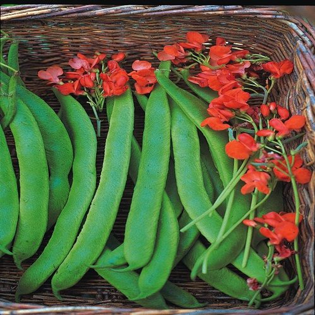 Runner Beans - Scarlet Emperor - 10 Plants 