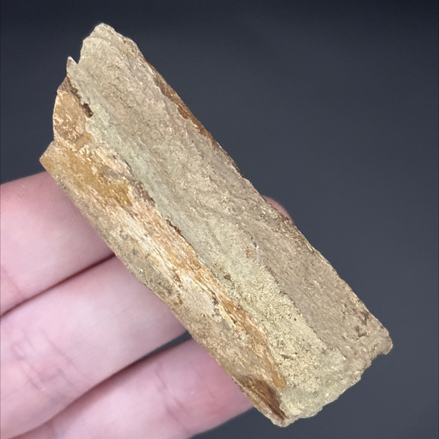 Triceratops Bone Fragment 