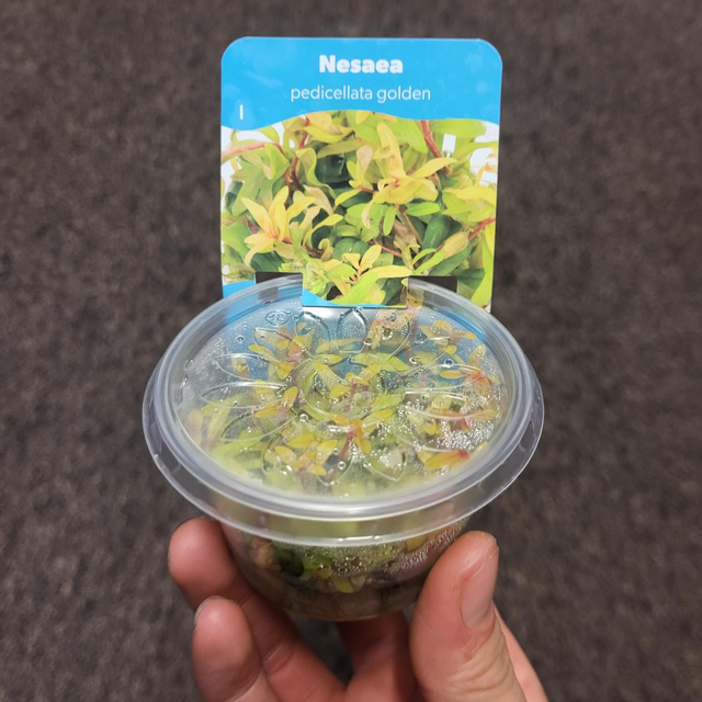 Nesaea pedicellata golden in vitro 80cc