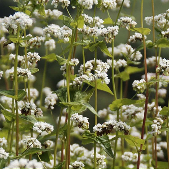 Sarrasin fourrager PANDA