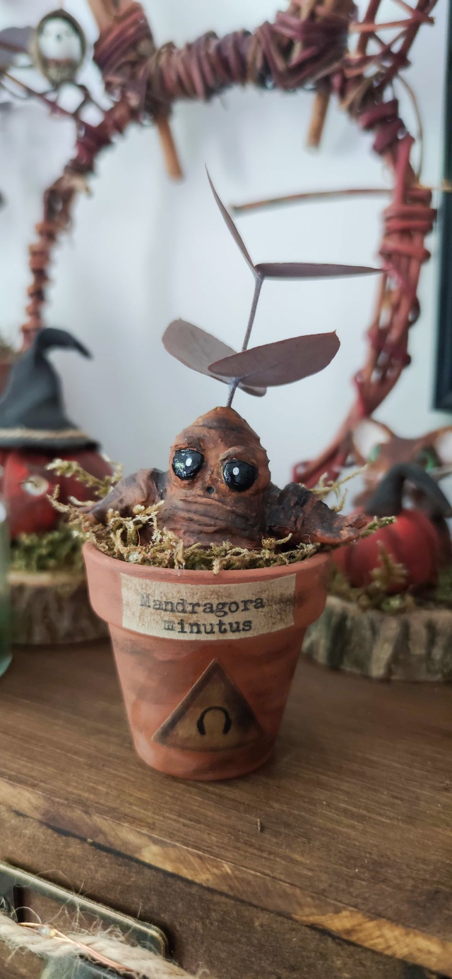 Mandragore à adopter -Mandragora minutus