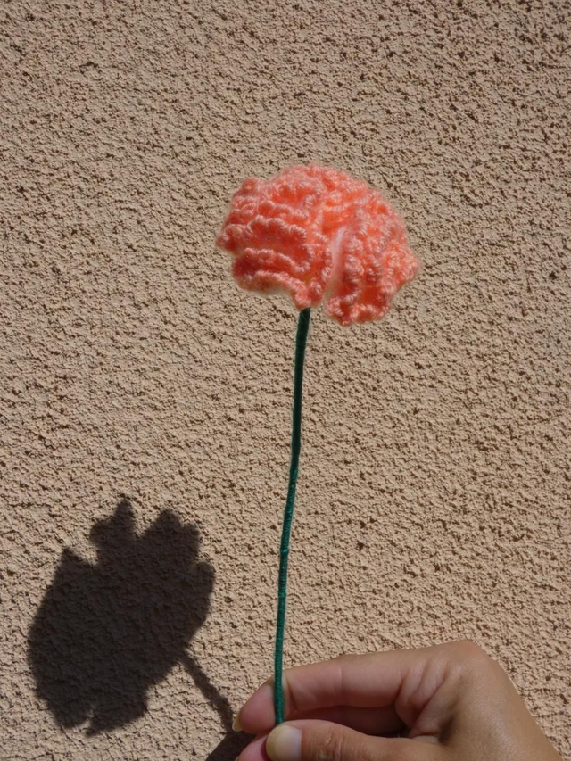 Œillet blanc et abricot 