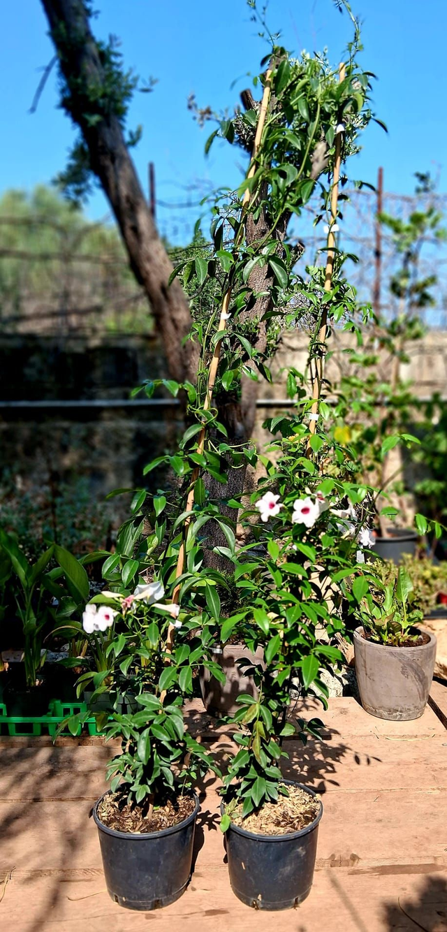 Q06 . Pandorea Jasminoides variegata (Bignonia variegata)