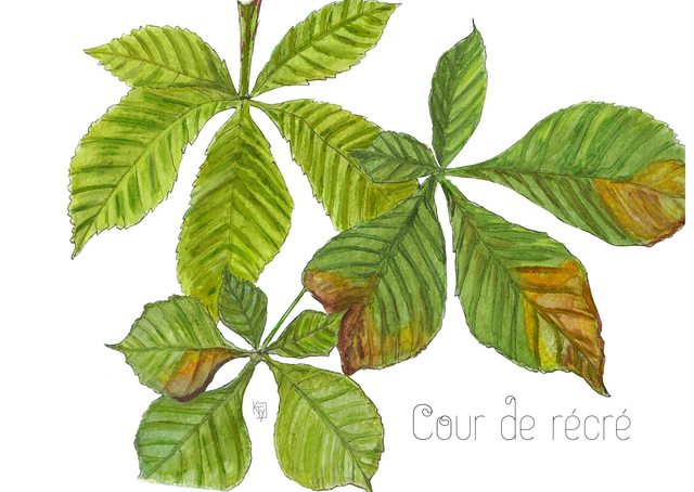 Carte postale botanique Marronnier - "cour de récré"