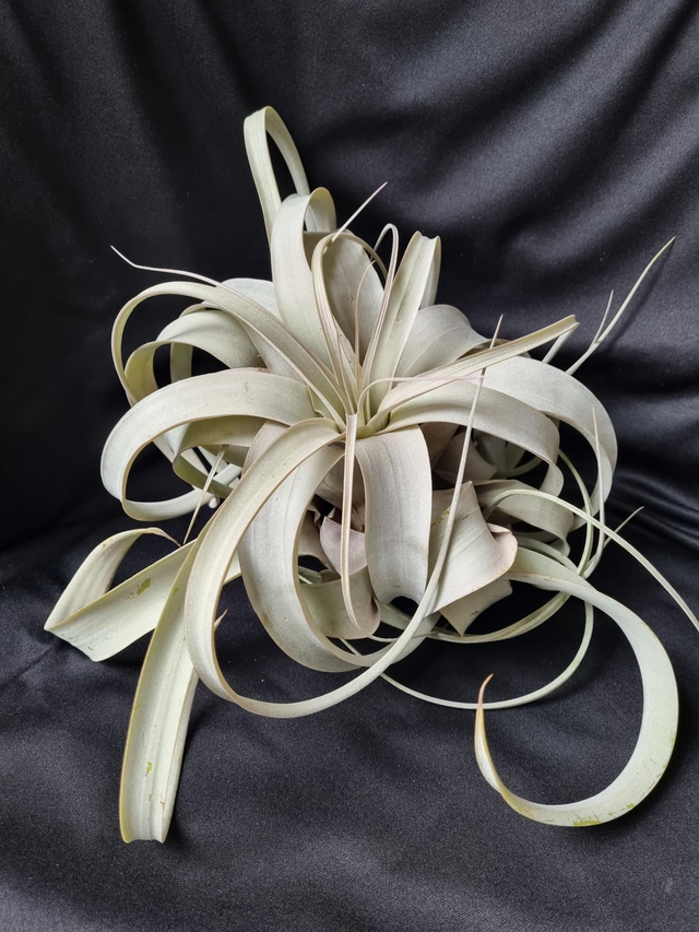 Tillandsia xerographica L