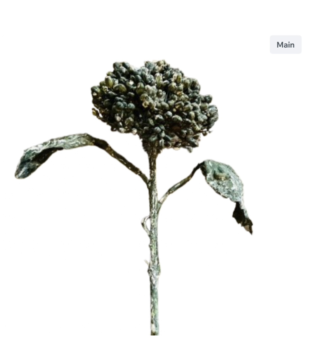 Dried Viburnum