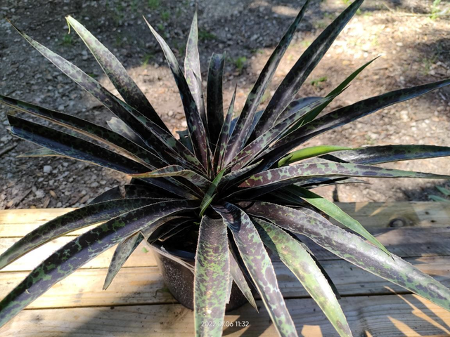 Mangave 'Moonglow' - C4.5l