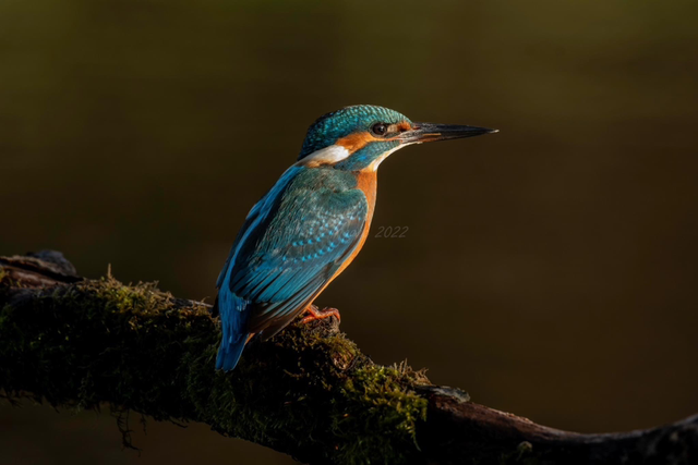 30 x 40 Kingfisher 1