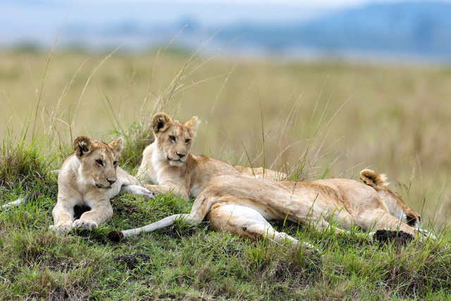 Tirage d'art : Pamoja