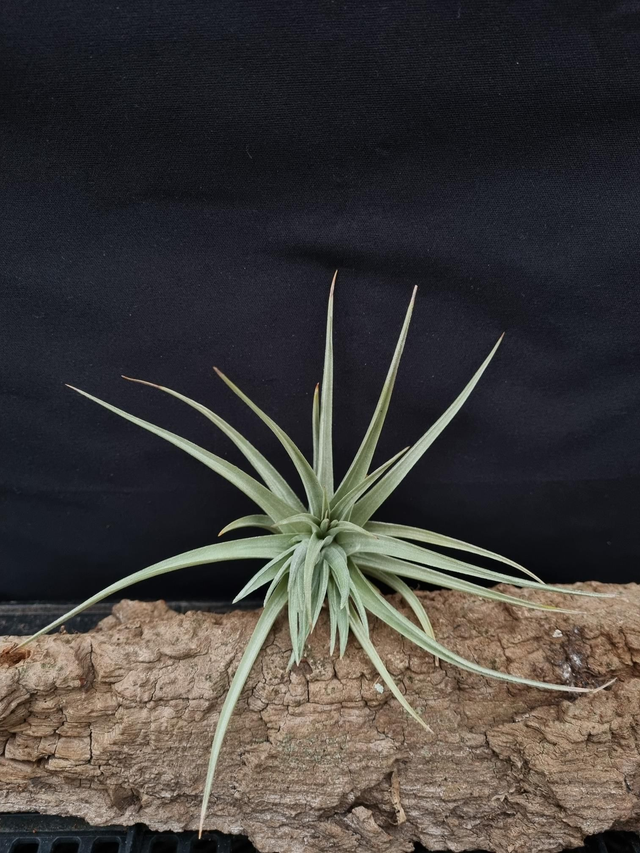 Tillandsia jucunda