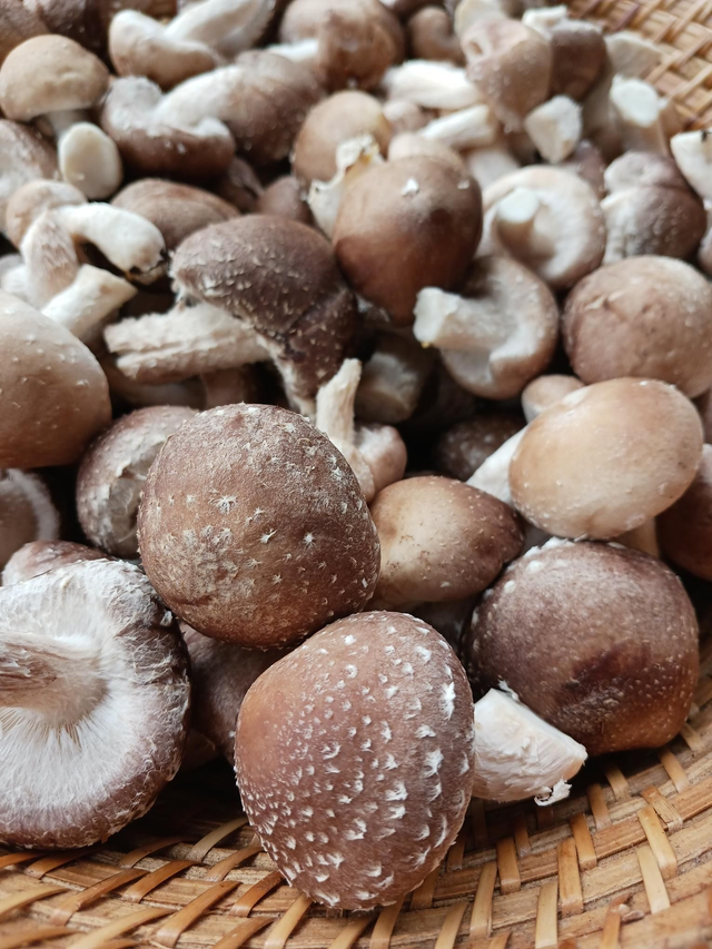Shiitakes frais 1 kg