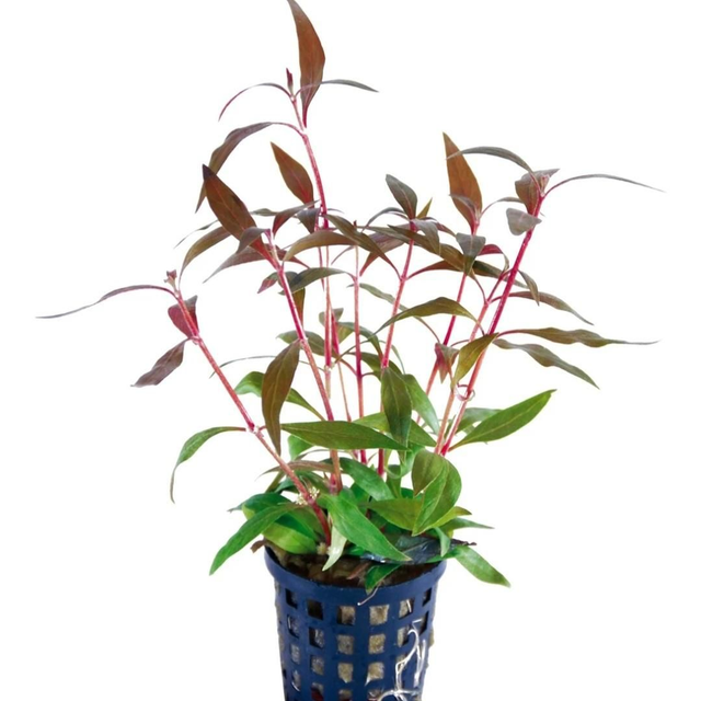 AP Alternanthera Reineckii Mini 8715897272165