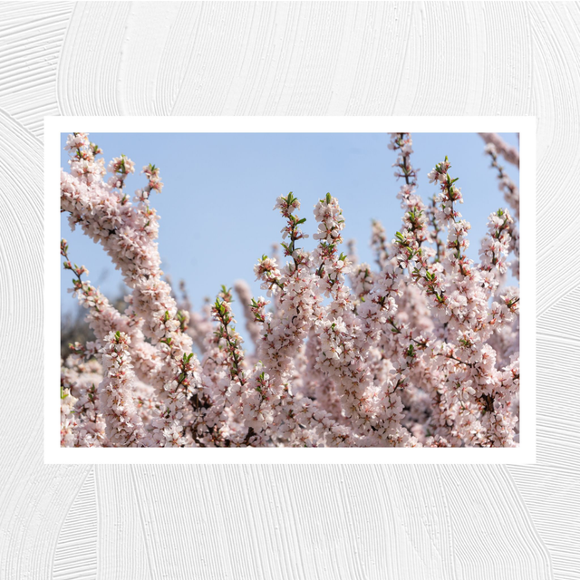 Fleurs du printemps - A4