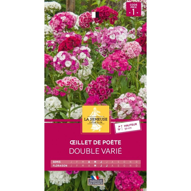 OEILLET DE POETE DOUBLE VARIE