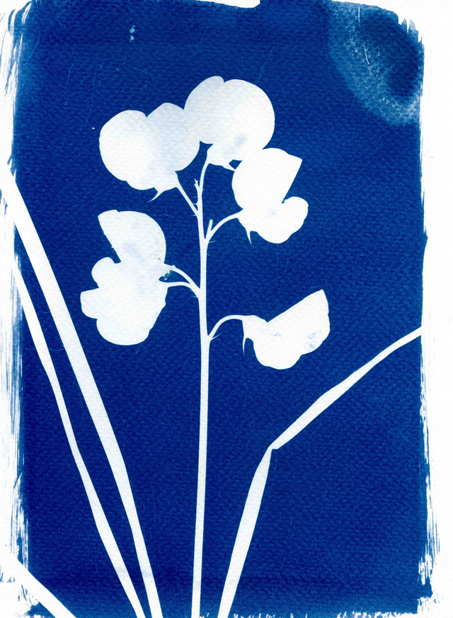 Cyanotype #1