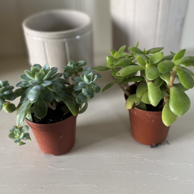 Mini Succulents 