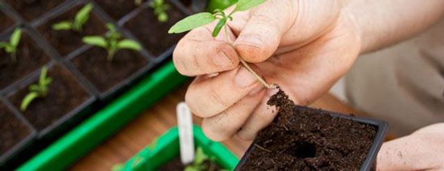 Godet de plante aromatique