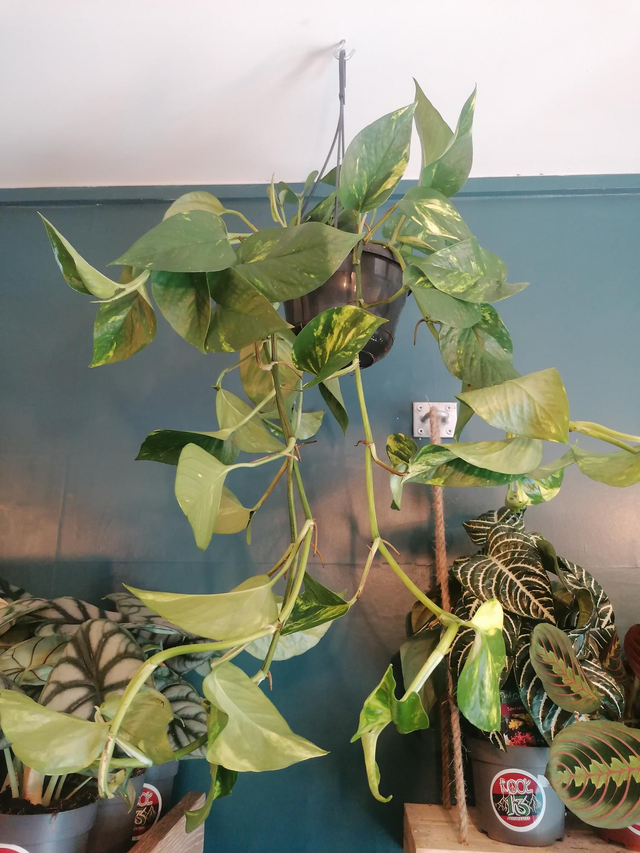 pothos, devil&#039;s ivy 