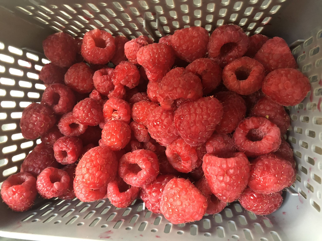 raspberries