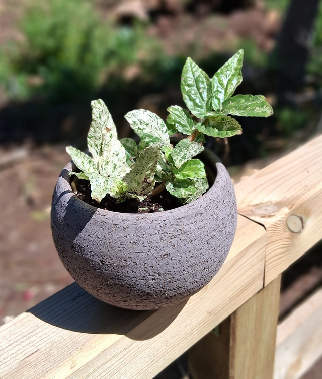 C61 . Pellionia repens variegata in Luna sbucciata caschpot