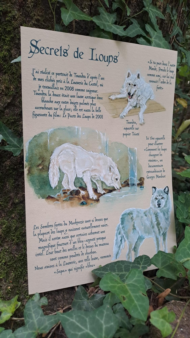 Affiche ✨️Secrets de Loups✨️