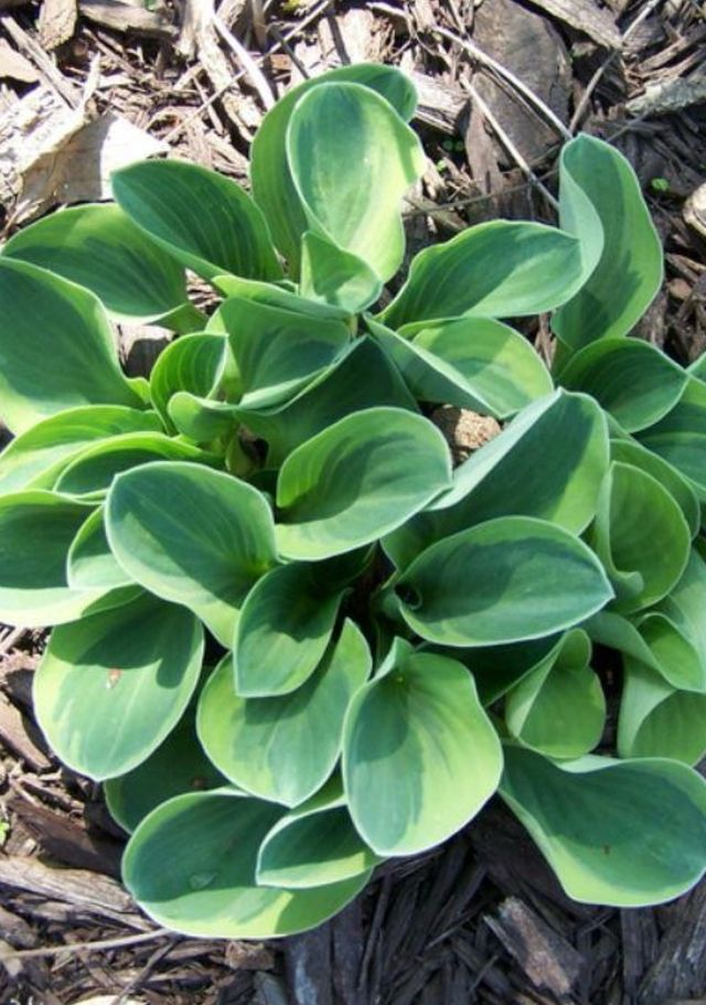 Hosta 'Frosted Mouse Ears' bare root (1)