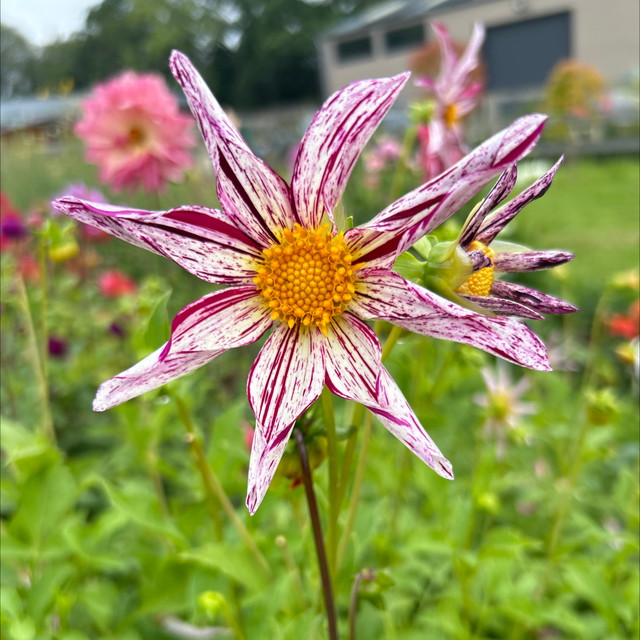 Destiny’s Teacher 319