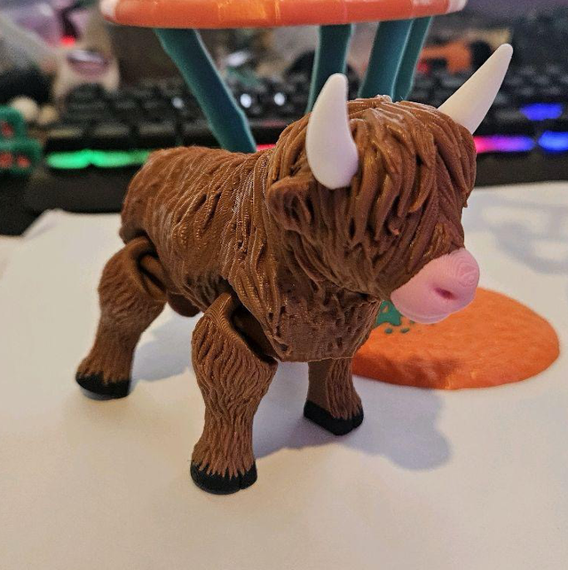 Highland cow