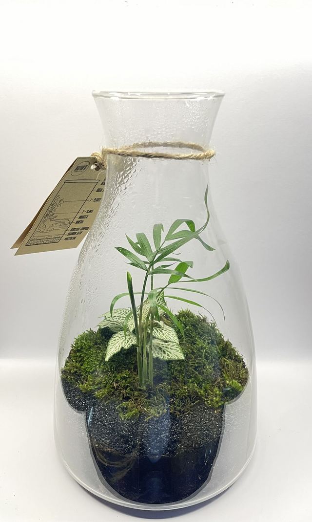 Biosphère bioactive"Fittonia Blanche"