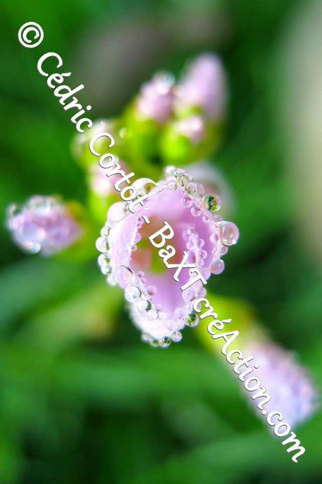 Impression sur alu dibond - Rosée et gouttes de pluie (ref 2570)