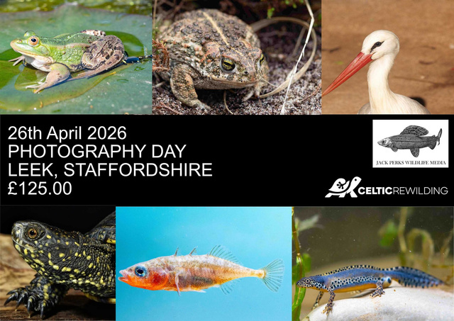 Celtic Rewildling Photo Day