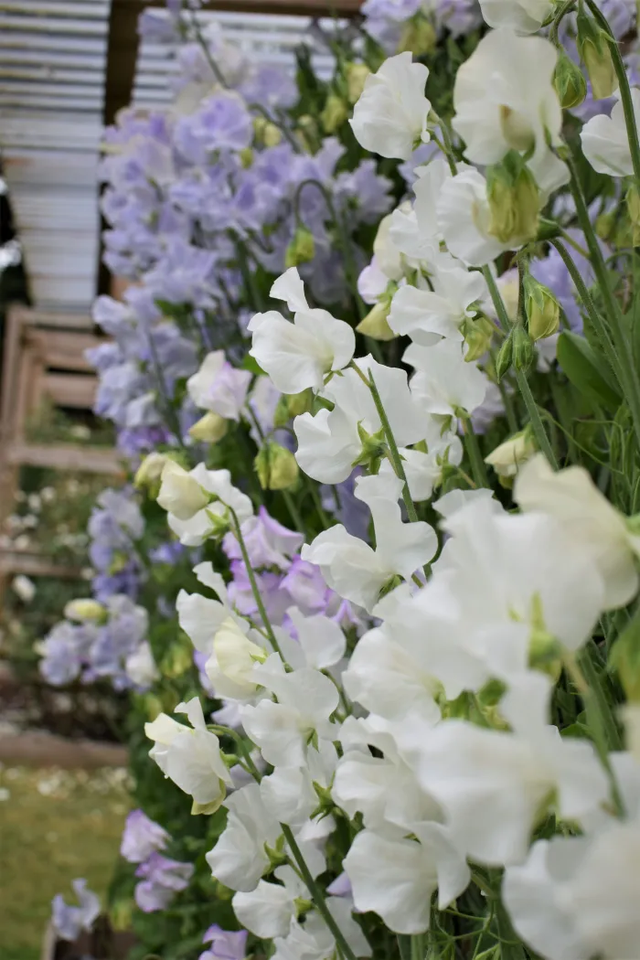 Pois de senteur Sunshine 'mix pastel'