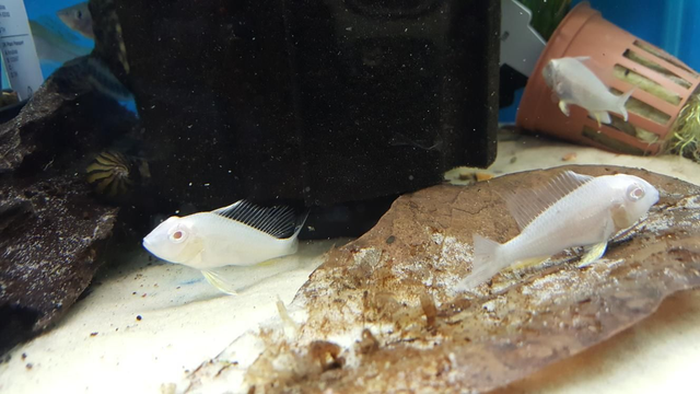 Albino thread fin acara 