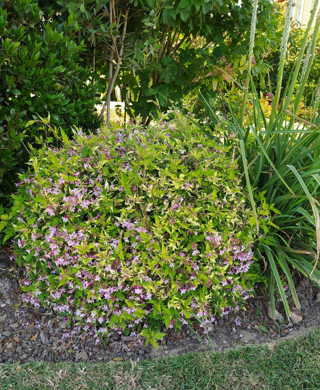 Jasminum Stephanese - 1ltr pot