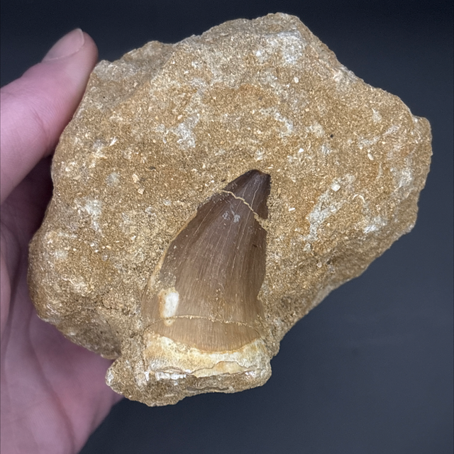 Mosasaur Tooth