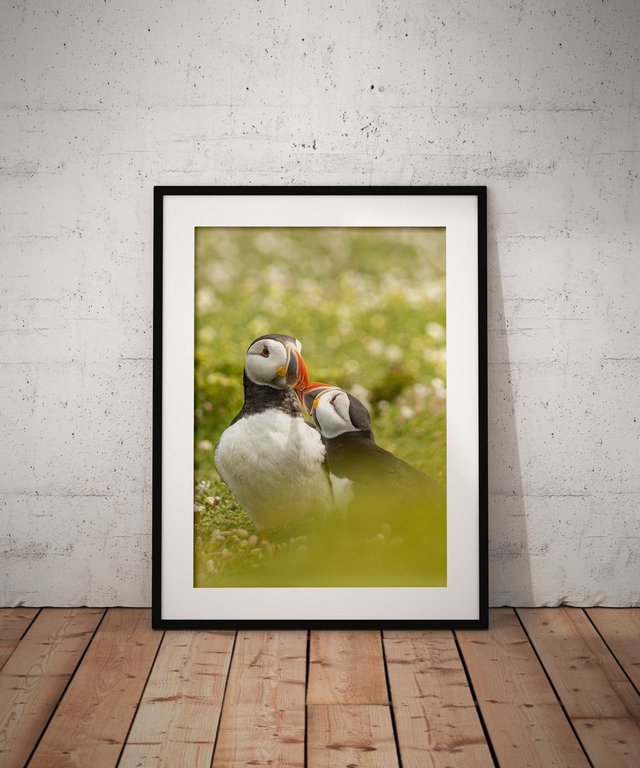 Lovebirds, Skomer Island
