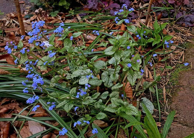 A09 . Brunnera macrophylla 'Silver Spear'