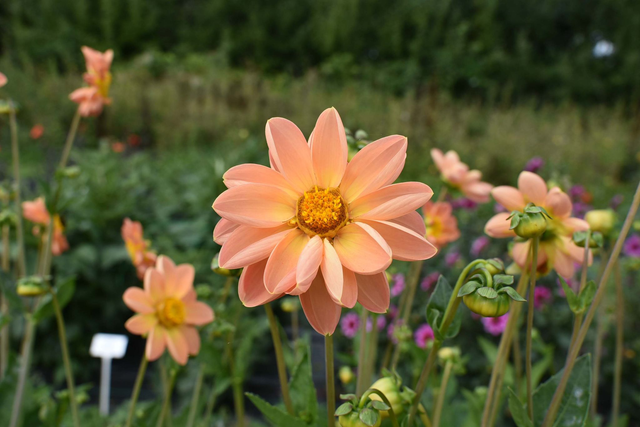 Dahlia 412 (From Seed)