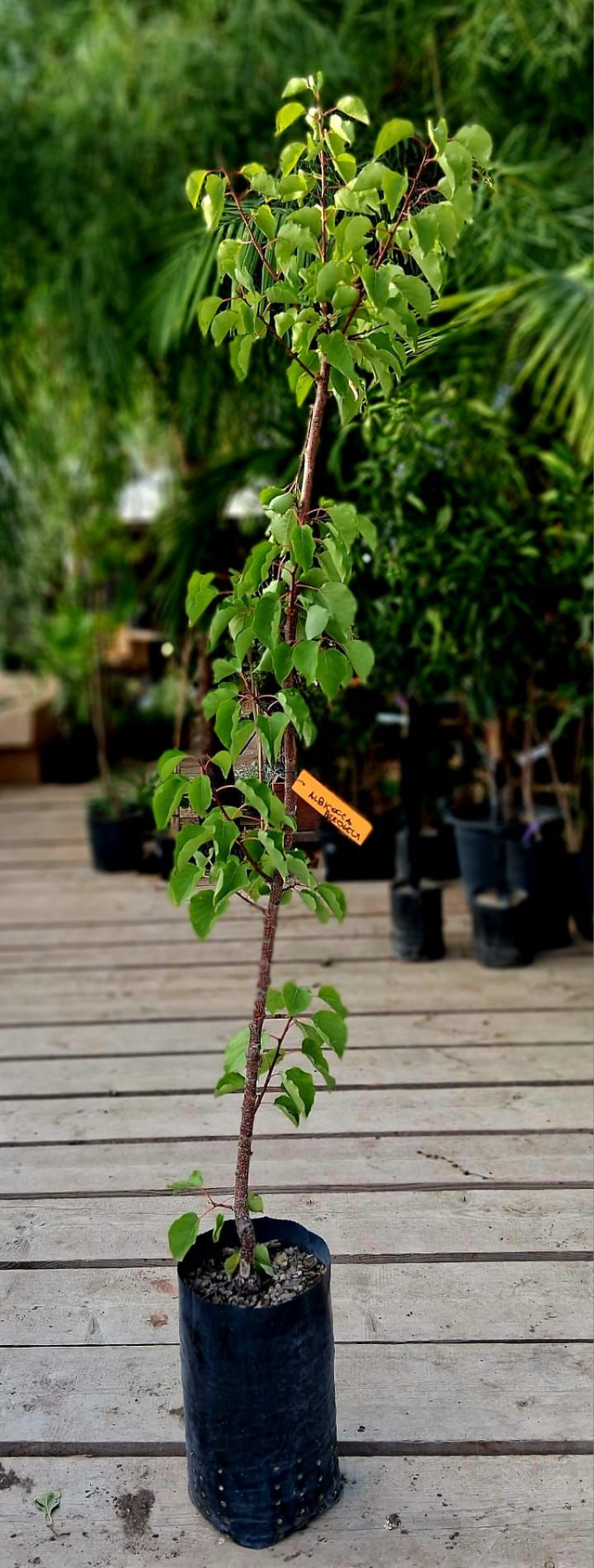 N24 . Albicocco varietà pellechiella