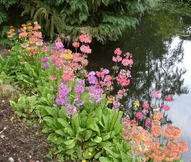 9 X plants of Primula Harlow Carr Hybrids Candelabra