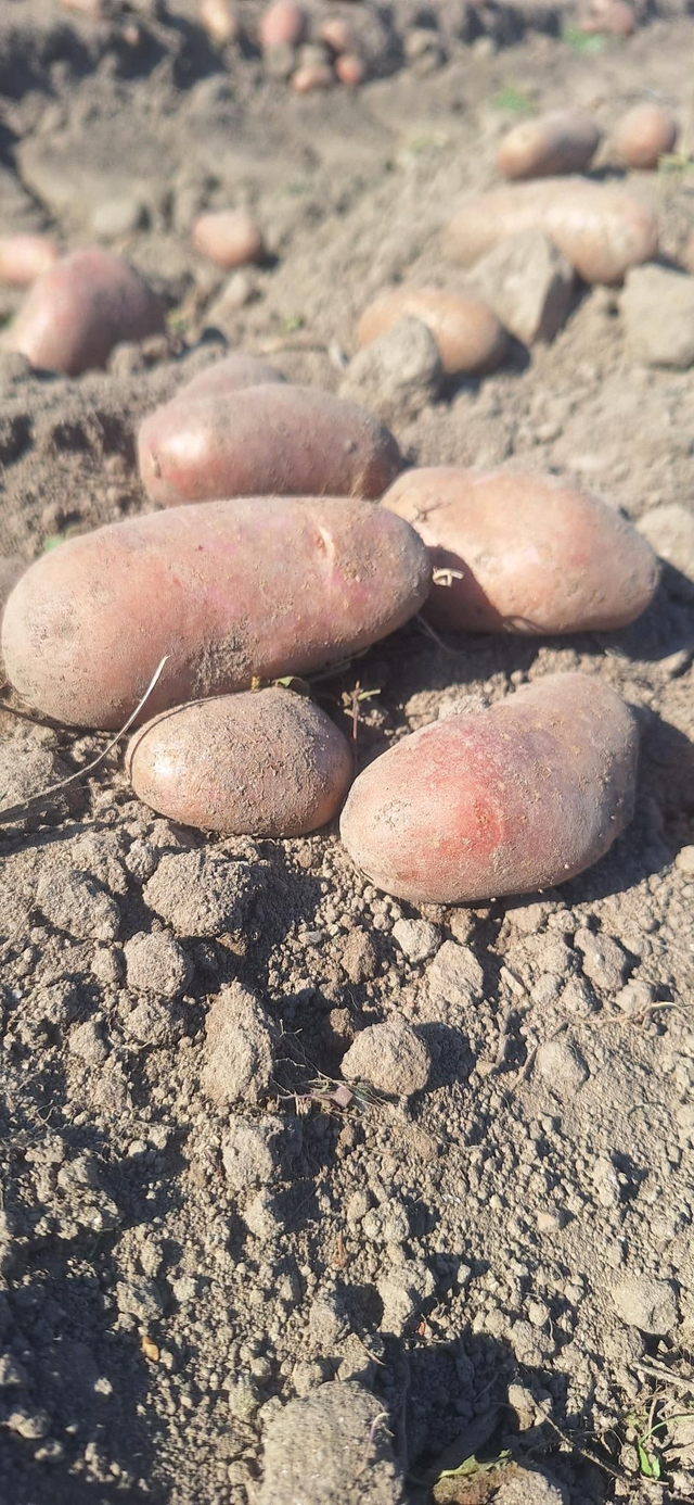 Pommes de terre 'Chérie' Bio