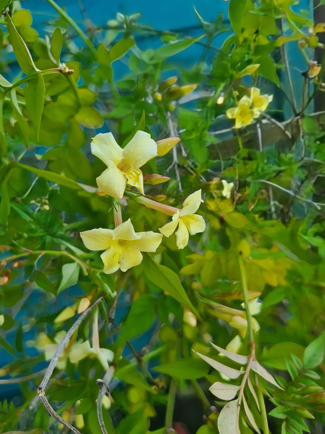 Jasminum officinale - Cream flower - 1ltr pot