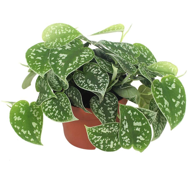 B33 . Scindapsus pictus