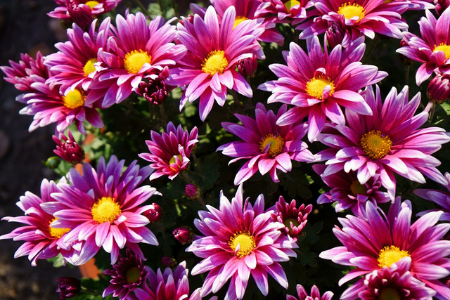 Grand chrysanthème 