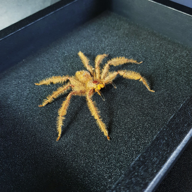 Heteropoda sp.
