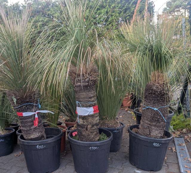 Xanthorrhoea glauca australischer Grasbaum
