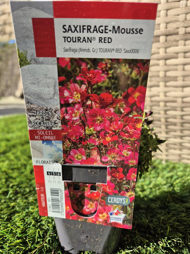 Saxifrage Touran Red godet 8 cm